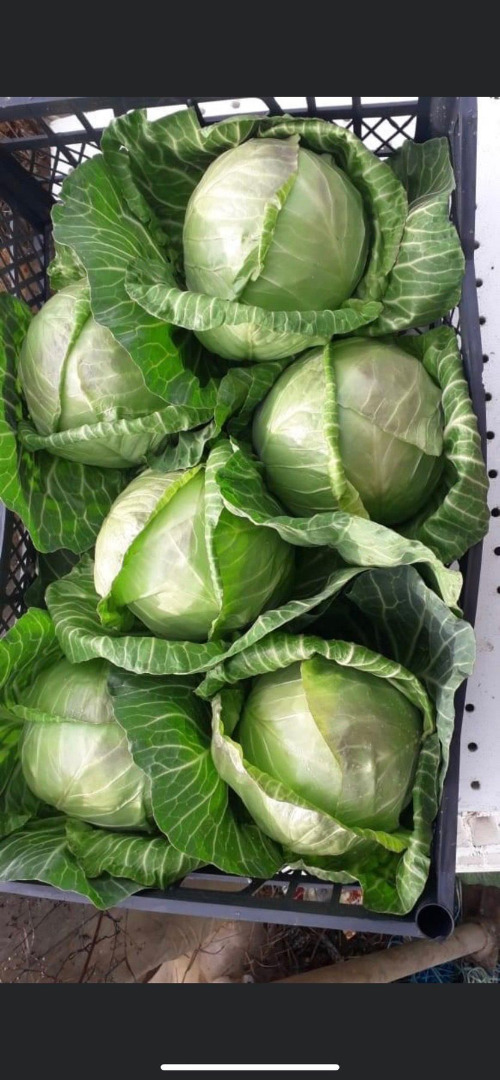 Kapusta świeża, średnia waga 1,2-2 kg