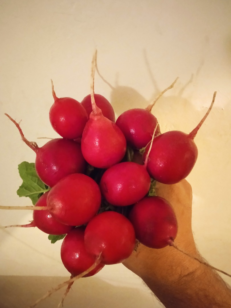 Sprzedam rzodkiewke