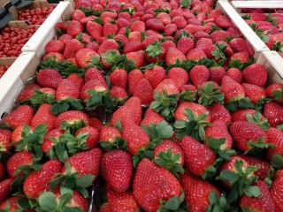 Truskawka Hiszpania ilości paletowe bezpośrednio od Producenta kontakt z