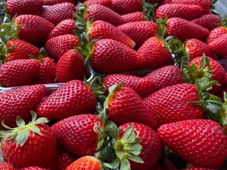 Truskawki z Albani. Certyfikat GLOBAL GAP. Opakowanie: 9 plastikowych
