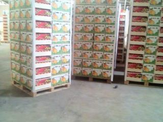 przedstawiamy Państwu nasz produkt biologiczny eureka yellow lime w
