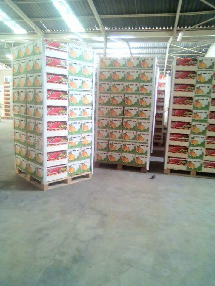 przedstawiamy Państwu nasz produkt biologiczny eureka yellow lime w 15kg pudłach drewnianych lub kartonowych 24300kg na ciężarówkę lub kontener