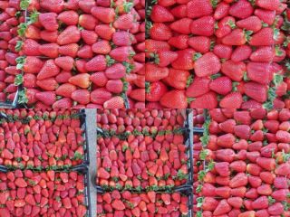 Soczyste truskawki z Grecji Karton 5 kg Cena 1.65€
