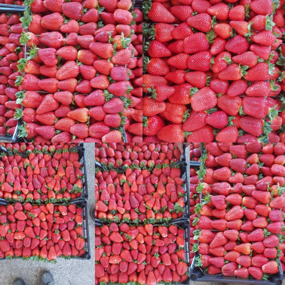 Soczyste truskawki z Grecji Karton 5 kg Cena 1.65€ netto