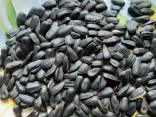 Продам семечку. Цена обсуждается. До 1000 тонн