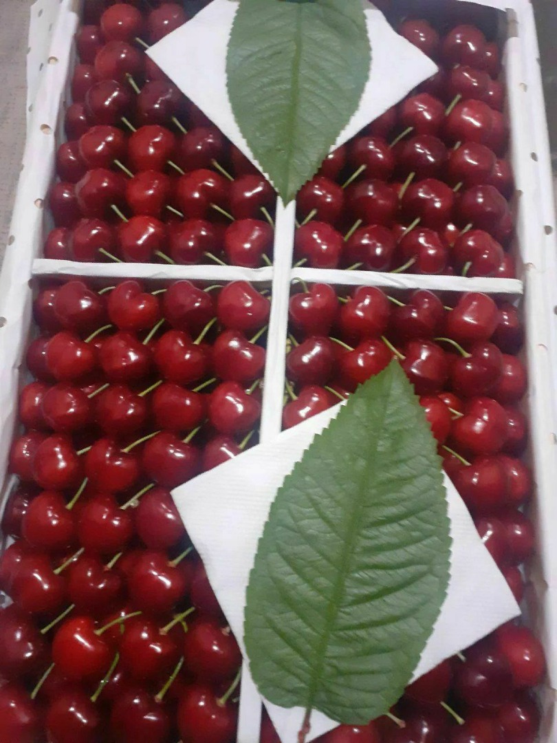 Sweet cherry from Uzbekistan
