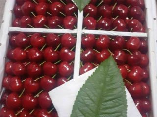 SWEET CHERRY FROM UZBEKISTAN.