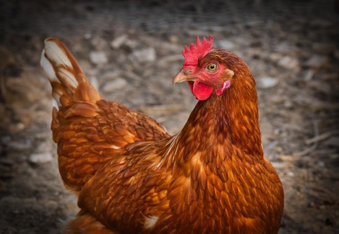 Sprzedam kury nioski – 8 zł sztuka Kury 2-letnie
