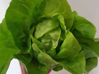 Klasyczna sałatka rumuńska - cena stała 1 lej/szt. -