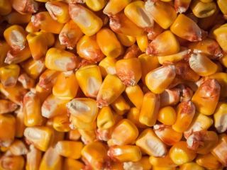 Firma Ukraine Agriculture oferuje ZIARNA KUKURYDZY Z naszą dostawą