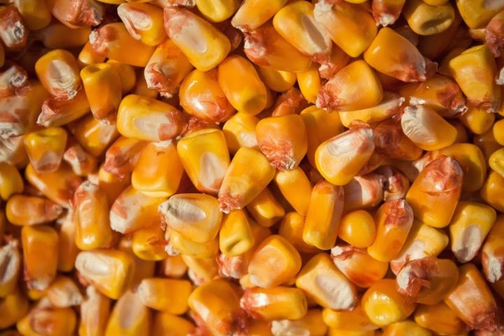 Firma Ukraine Agriculture oferuje ZIARNA KUKURYDZY Z naszą dostawą do UE transportem drogowym