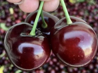 Sprzedam Bigaro Burlat i Van Cherry - super jakość.