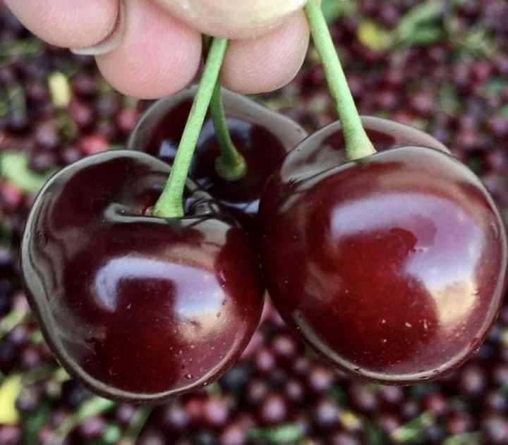Sprzedam Bigaro Burlat i Van Cherry - super jakość