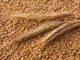 Sprzedaż produktów zbożowych pochodzenia ukraińskiego w dużych ilościach :