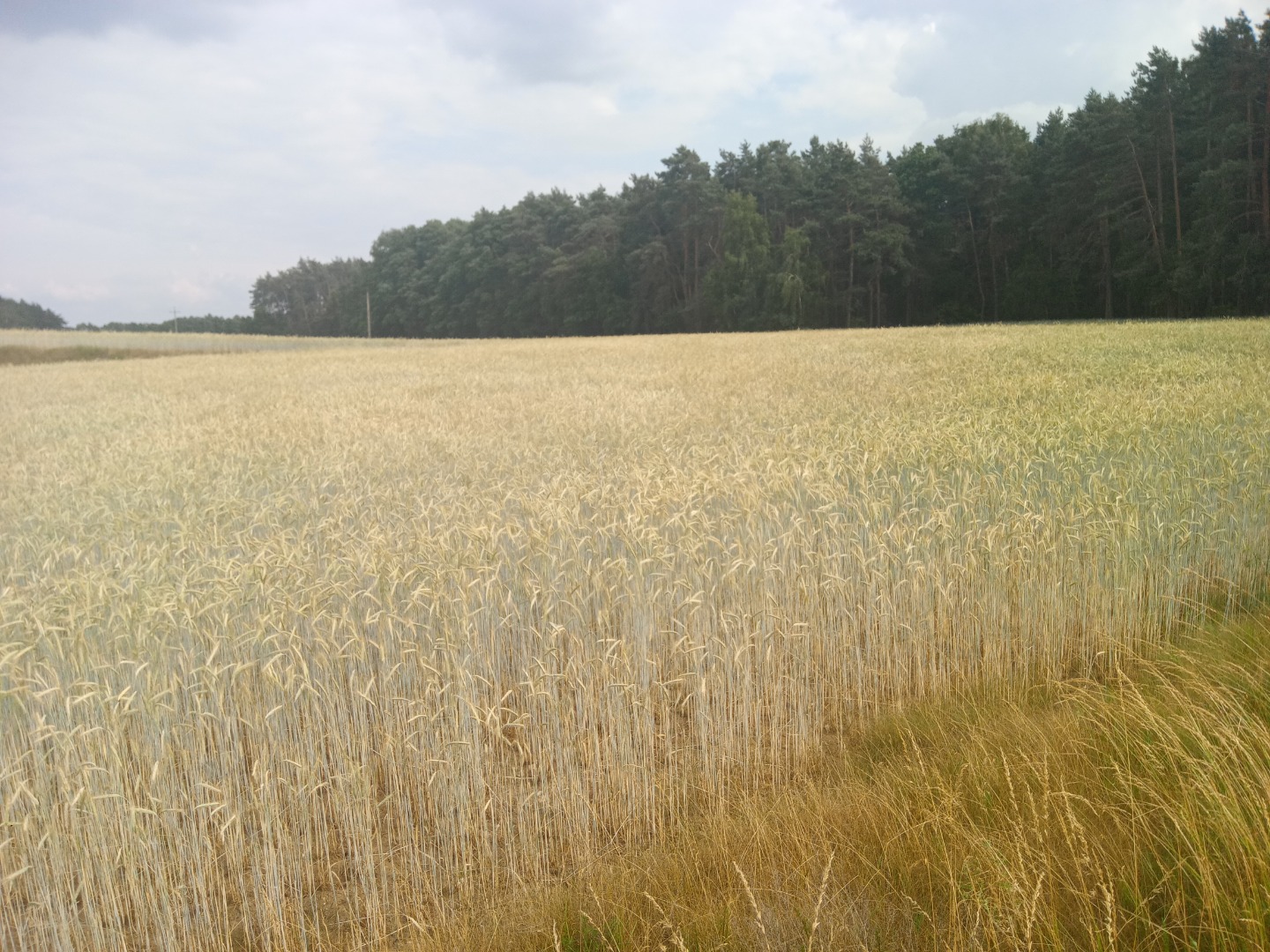 Jakość do konsumpcji