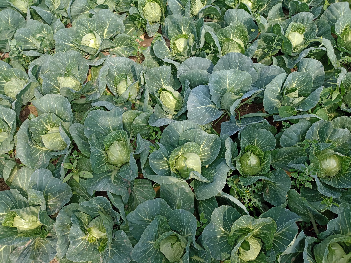 Sprzedam kapustę biała młoda, kaliber 1-2kg