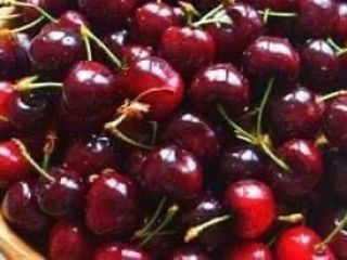 Sprzedajemy wiśnie produkowane w Bułgarii, region Kiustendil. Oferta rusza