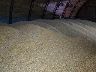 Sprzedam ziarno kukurydzy 13,5% wilgotność 2000 ton