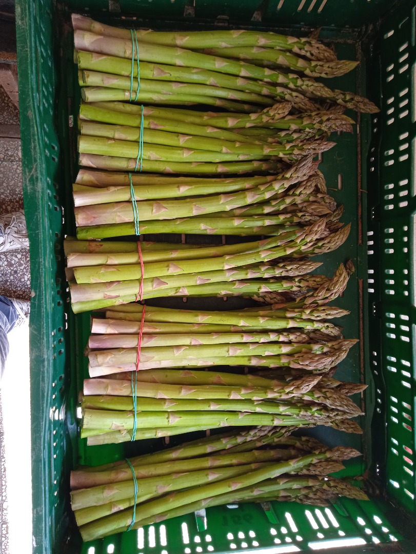 Sprzedam świeże szparagi zielone w cenie hurtowej 8zl/kg