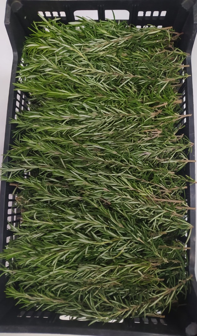 Nasz organiczny rozmaryn uprawiany jest na wsi zachodniej Sycylii, w prowincji Trapani
