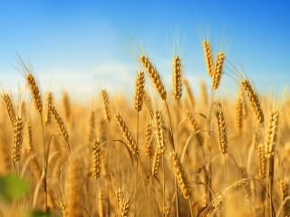 DOSTAWA W LATACH 2023-2028 - TO CENA PRODUKCJI -