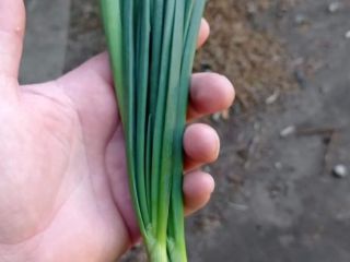 Sprzedam szczypior (paluch) na kilo