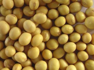 Oferujemy najwyższej jakości nasiona soi bez GMO. Jesteśmy jedną