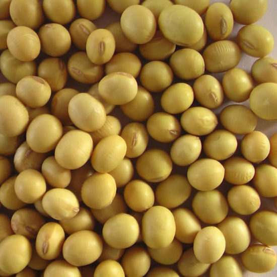 Oferujemy najwyższej jakości nasiona soi bez GMO