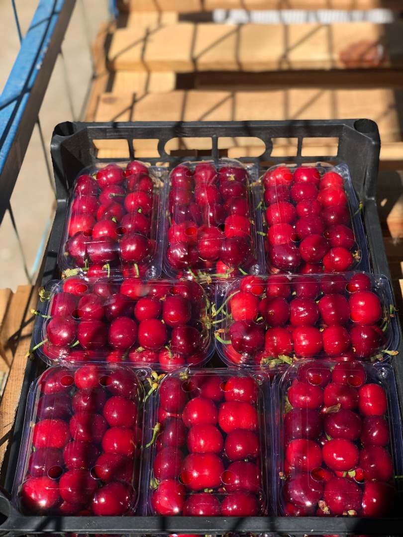 Sprzedam czereśnię w rozmiarze 26+, odmiana Burlat