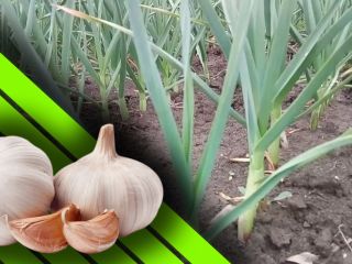 Furculesti Organic Farm oferuje czosnek uprawiany w ekologicznym i