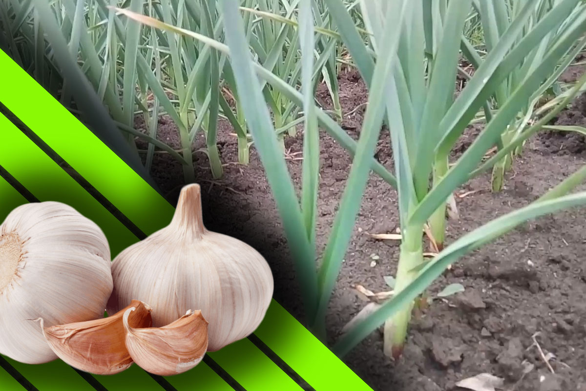 Furculesti Organic Farm oferuje czosnek uprawiany w ekologicznym i certyfikowanym systemie