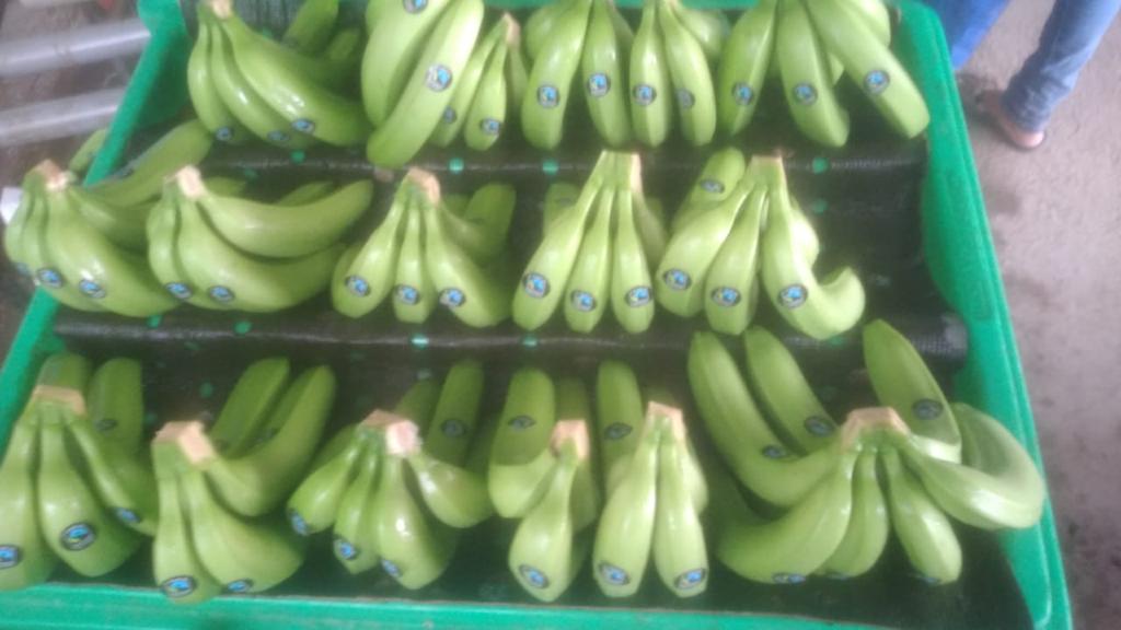 Sprzedam ekwadorskie banany Cavendish premium premium...