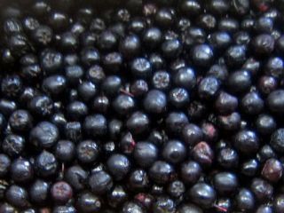 Sprzedam owoce aronii z upraw konwencjonalnych i przejściowych. Aronia