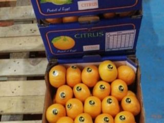 Mamy w magazynie cytryny, limonki, cytrusy, ładunek kontenera do