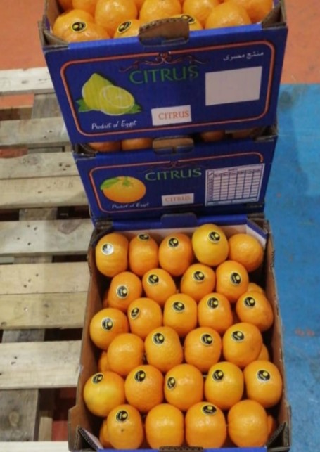 Mamy w magazynie cytryny, limonki, cytrusy, ładunek kontenera do 40 stóp, cena CIF Możemy dostarczyć do dowolnego kraju.