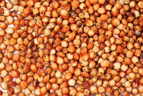Sprzedam kukurydzę, rzepak, sorgo, słonecznik od 20 ton