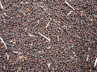 Sprzedam kukurydzę, rzepak, sorgo, słonecznik od 20 ton