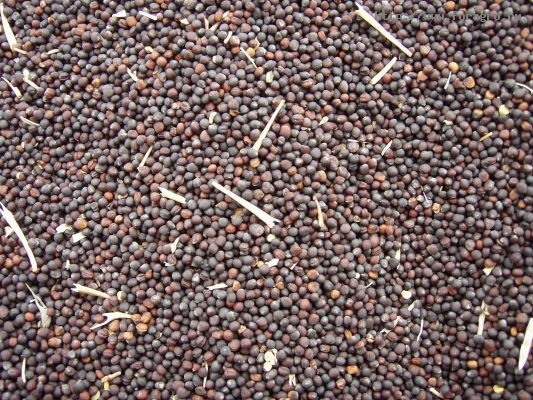 Sprzedam kukurydzę, rzepak, sorgo, słonecznik od 20 ton
