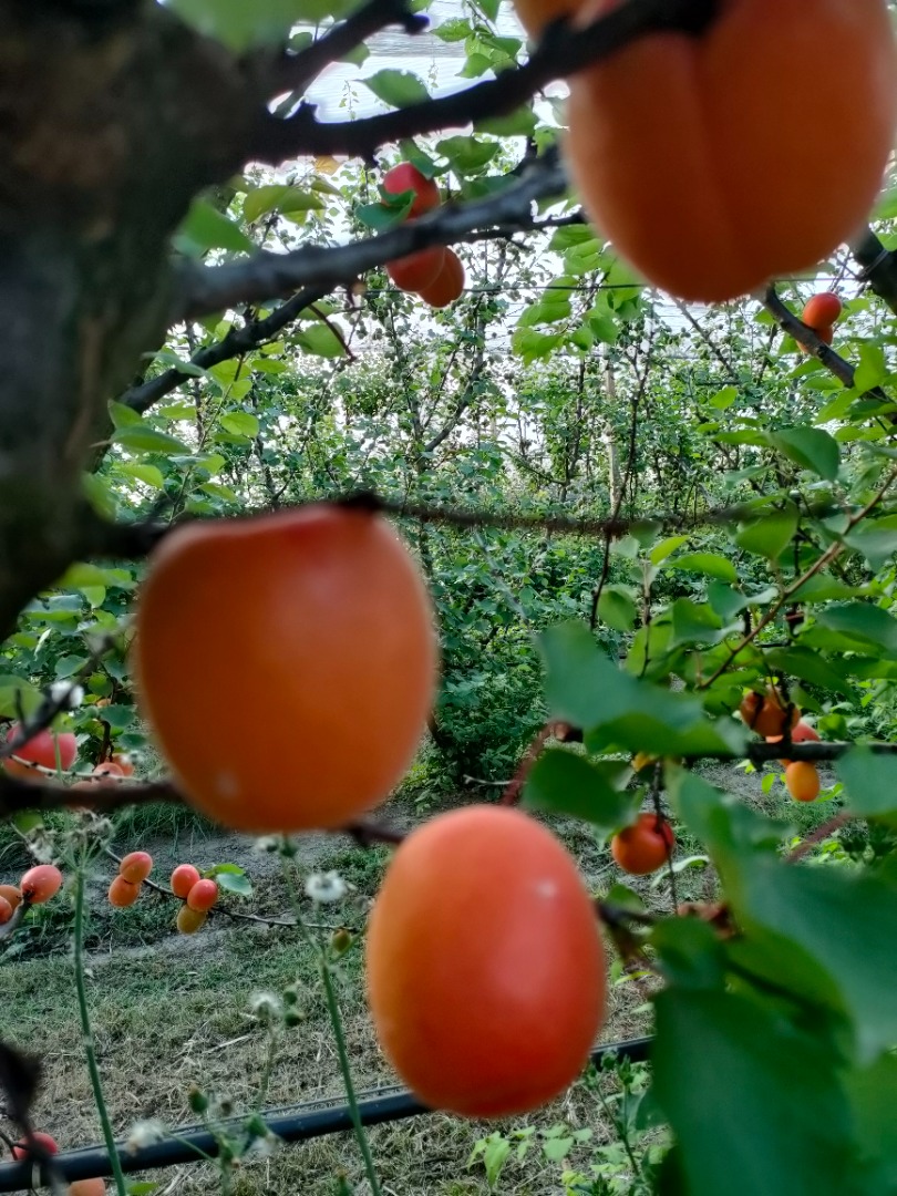 Sprzedam morele różnej jakości w sprzedaży detalicznej i hurtowej