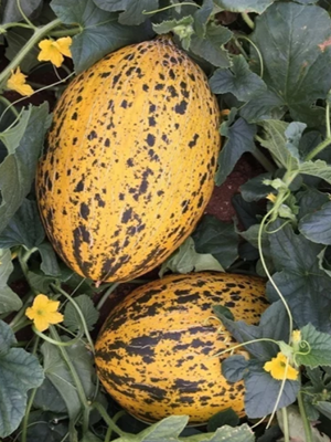 Słodki i soczysty melon świeżo zerwany z pola