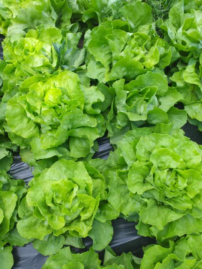 Sprzedam salate masłowa Bio bez oprysków)