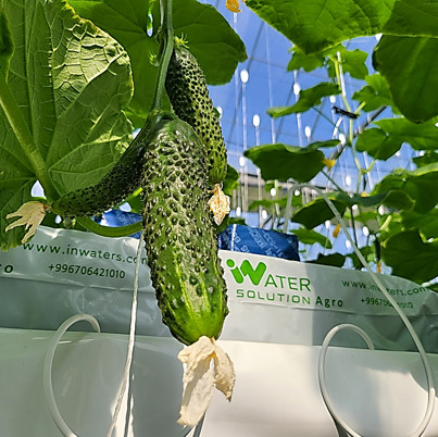 Czyste i bezpieczne warzywa / Uprawiane w naszym nowoczesnym gospodarstwie ① Linia odmian Mini ogórek ② Kolor Ciemnozielony ③ Producent IWS Agro ④ Metoda