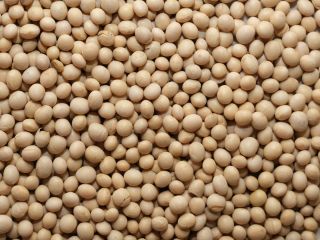 Soja GMO: Wilgotność - do 12% Szacowana domieszka -