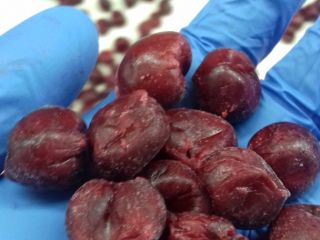 IQF drylowane bio i konwencjonalne wiśnie . Wysokiej jakości
