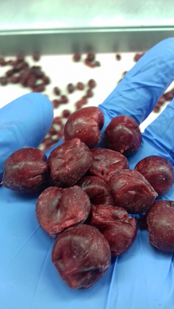 IQF drylowane bio i konwencjonalne wiśnie