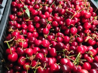 Sprzedam wiśnie bezpośrednio od producentów z Węgier