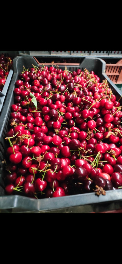 Sprzedam wiśnie bezpośrednio od producentów z Węgier