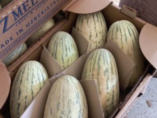 Najlepsze melony z Uzbekistanu, odmiana TORPEDO. Posiadamy w ofercie
