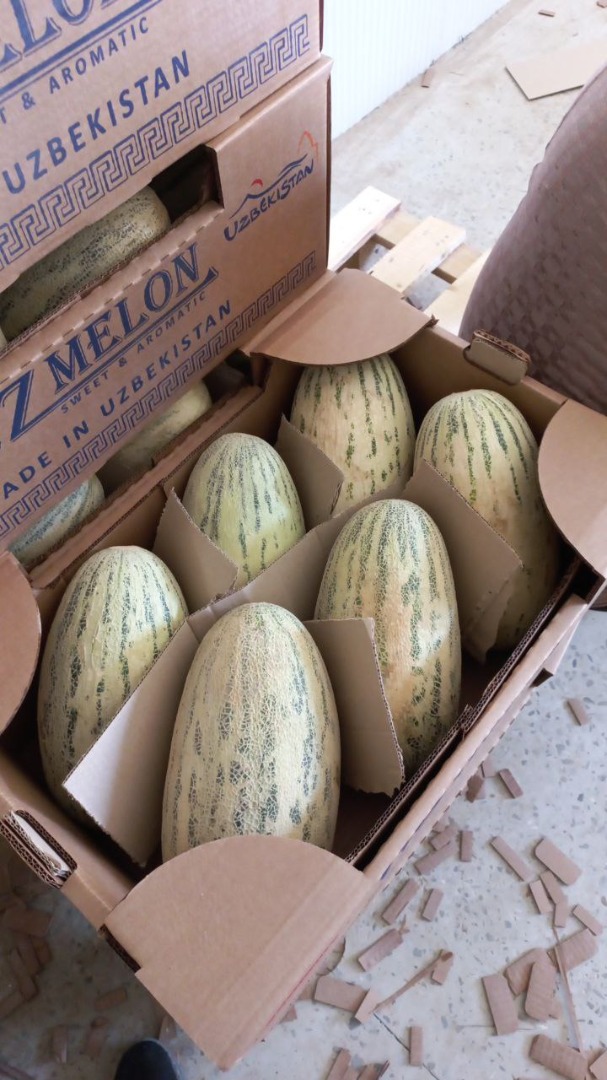 Najlepsze melony z Uzbekistanu, odmiana TORPEDO