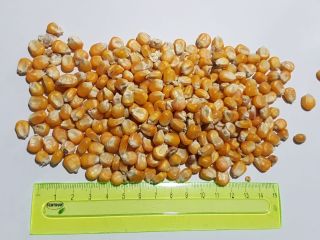 Sprzedam kukurydzę 25kg, BB lub luzem.